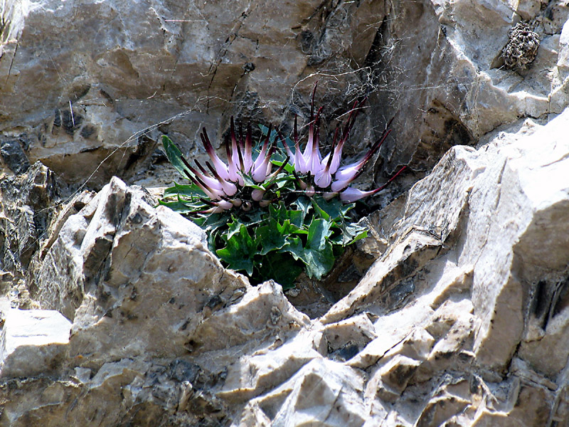 Physoplexis comosa / Raponzolo di roccia